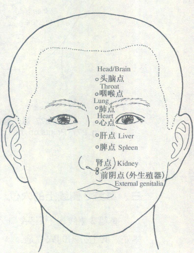 鼻正中线指起于前额